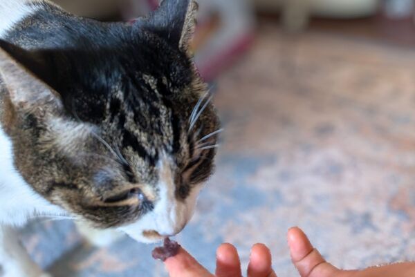 あんこを食べる猫