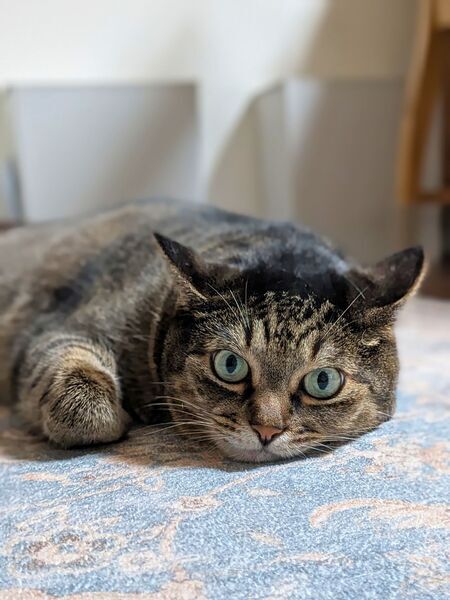 顔をつけて寝そべる猫