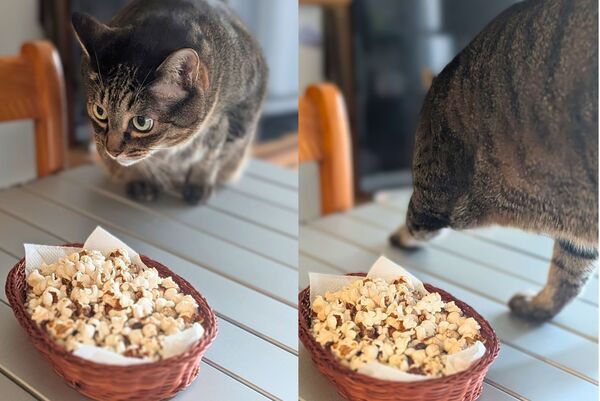 ポップコーンに砂かけする猫