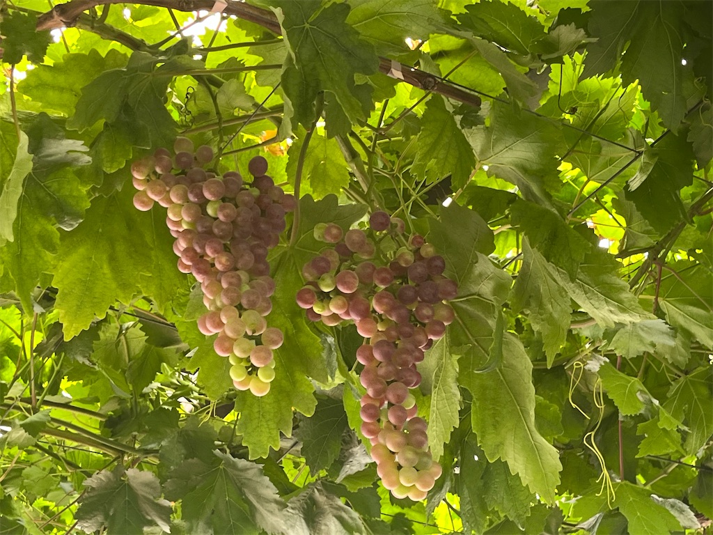 f:id:narutabi:20250729123911j:image f:id:narutabi:20250729123911j:image