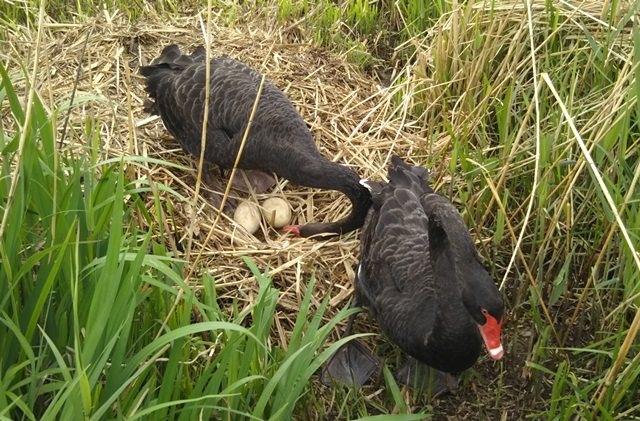 f:id:nekoyanookami:20190503222951j:plain f:id:nekoyanookami:20190503222951j:plain