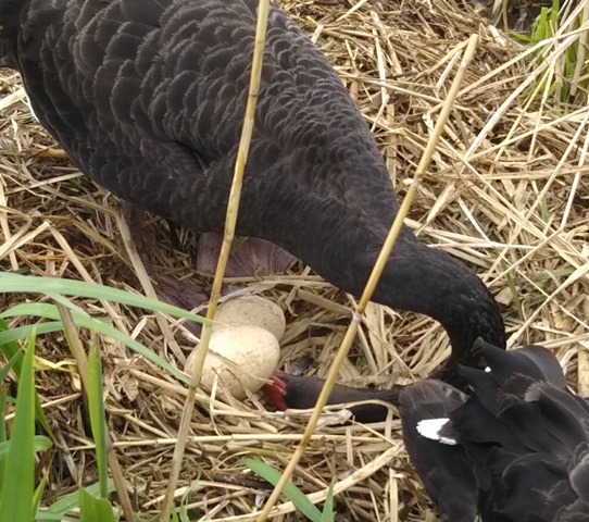 f:id:nekoyanookami:20190503223042j:plain f:id:nekoyanookami:20190503223042j:plain