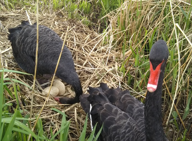 f:id:nekoyanookami:20190503223149j:plain f:id:nekoyanookami:20190503223149j:plain