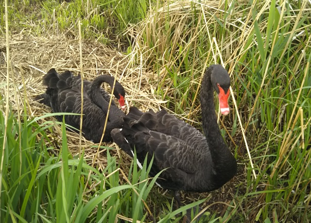 f:id:nekoyanookami:20190503223222j:plain f:id:nekoyanookami:20190503223222j:plain