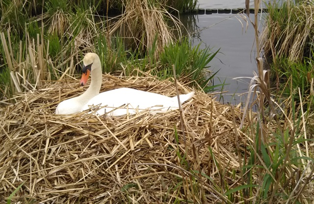 f:id:nekoyanookami:20190503224529j:plain f:id:nekoyanookami:20190503224529j:plain