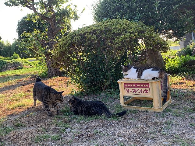 f:id:nekoyanookami:20190809152136j:plain f:id:nekoyanookami:20190809152136j:plain