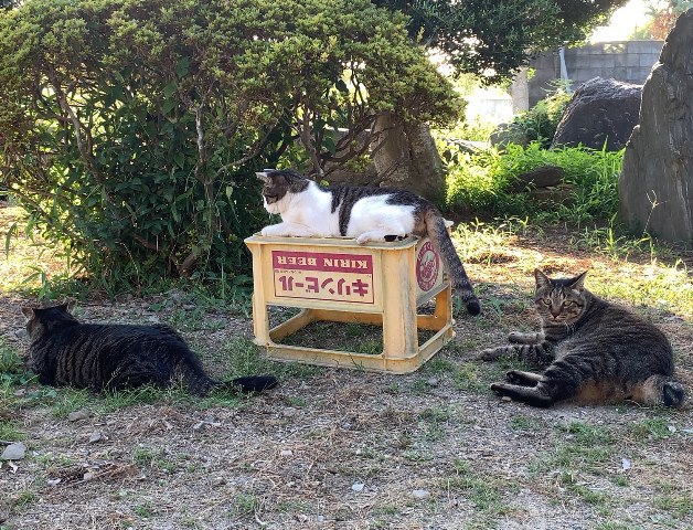 f:id:nekoyanookami:20190809152736j:plain f:id:nekoyanookami:20190809152736j:plain