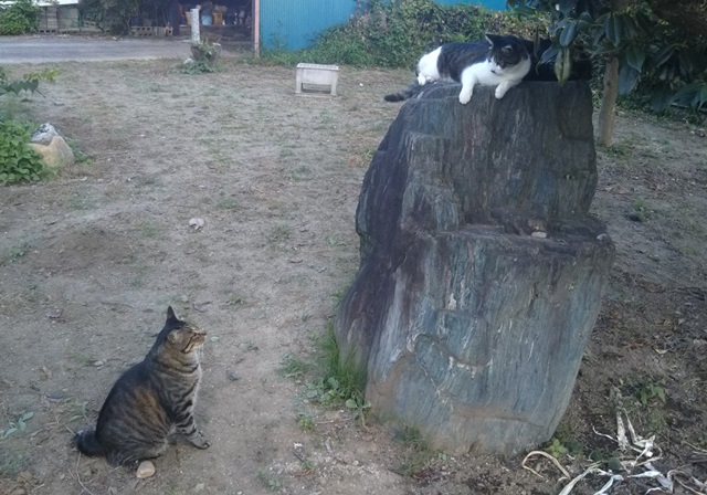 f:id:nekoyanookami:20190809153443j:plain f:id:nekoyanookami:20190809153443j:plain