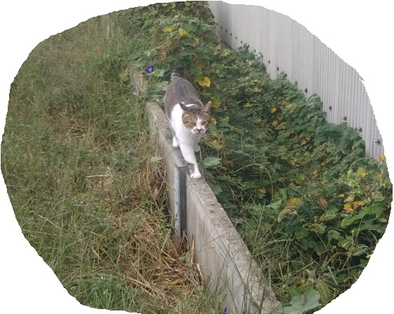 f:id:nekoyanookami:20191011231458j:plain f:id:nekoyanookami:20191011231458j:plain