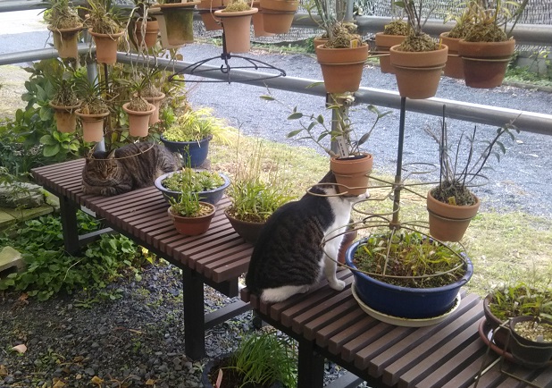 f:id:nekoyanookami:20191011232625j:plain f:id:nekoyanookami:20191011232625j:plain