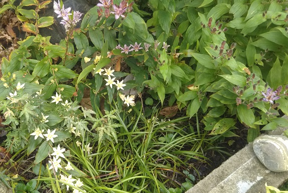 f:id:nekoyanookami:20191011233921j:plain f:id:nekoyanookami:20191011233921j:plain