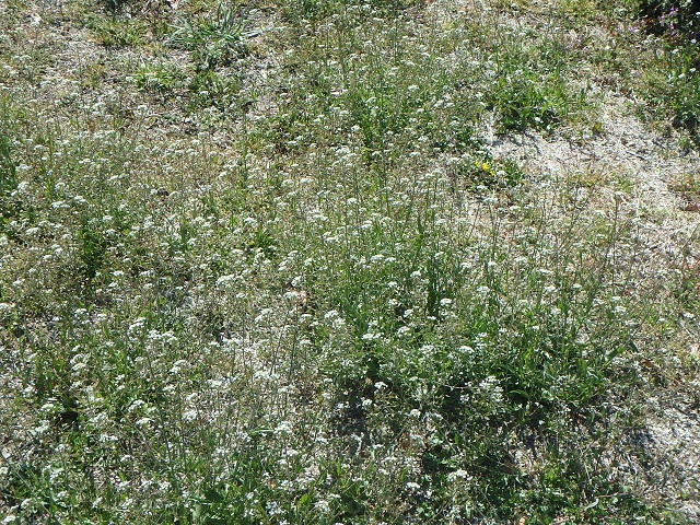 f:id:nekoyanookami:20200329115214j:plain f:id:nekoyanookami:20200329115214j:plain