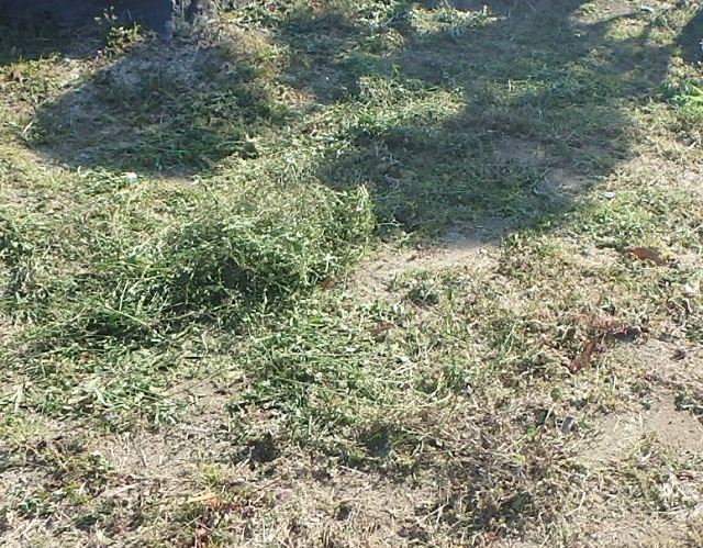 f:id:nekoyanookami:20200329115301j:plain f:id:nekoyanookami:20200329115301j:plain