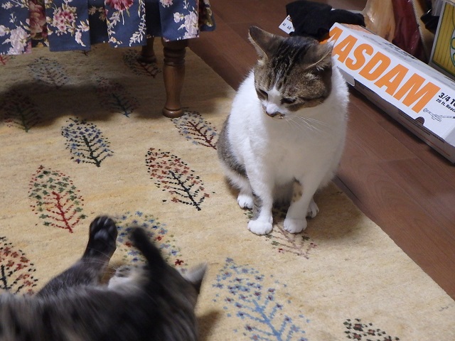 f:id:nekoyanookami:20200329122042j:plain f:id:nekoyanookami:20200329122042j:plain