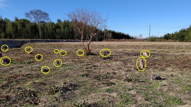 f:id:nekoyanookami:20201226223138j:plain