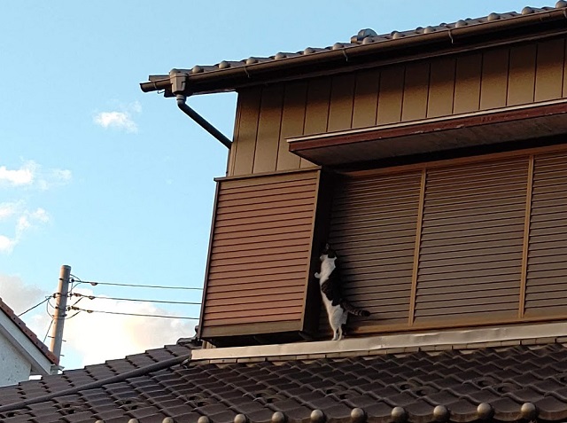 f:id:nekoyanookami:20201226225044j:plain