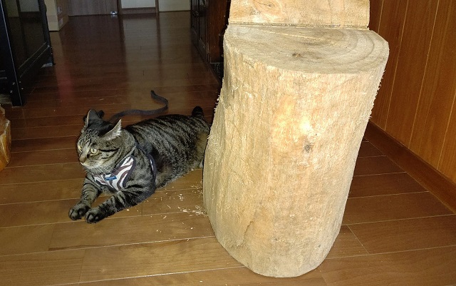 f:id:nekoyanookami:20210726190420j:plain