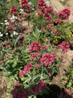 f:id:nijinoringo:20211213161743j:plain