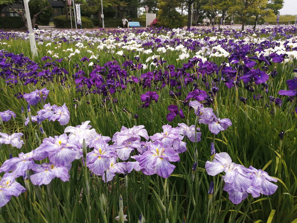 f:id:novaaql1993:20210606113944j:plain