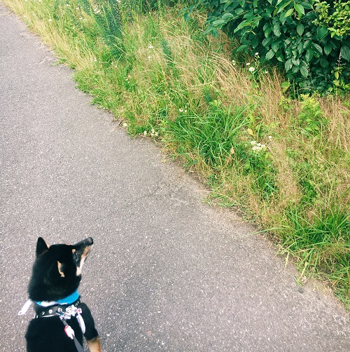 f:id:ohagimame:20180613102819j:plain f:id:ohagimame:20180613102819j:plain