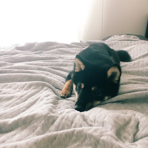 f:id:ohagimame:20180613102823j:plain f:id:ohagimame:20180613102823j:plain