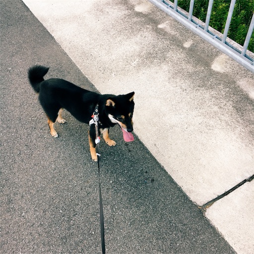 f:id:ohagimame:20190731073335j:image f:id:ohagimame:20190731073335j:image