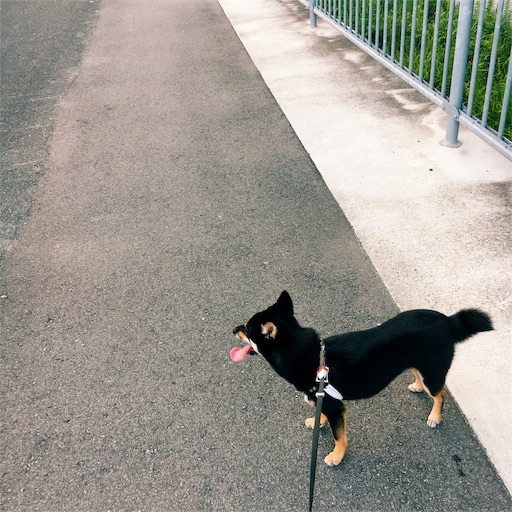 f:id:ohagimame:20190731074029j:image f:id:ohagimame:20190731074029j:image