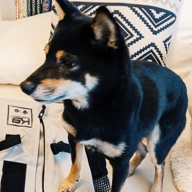 f:id:ohagimame:20191104091018j:image f:id:ohagimame:20191104091018j:image