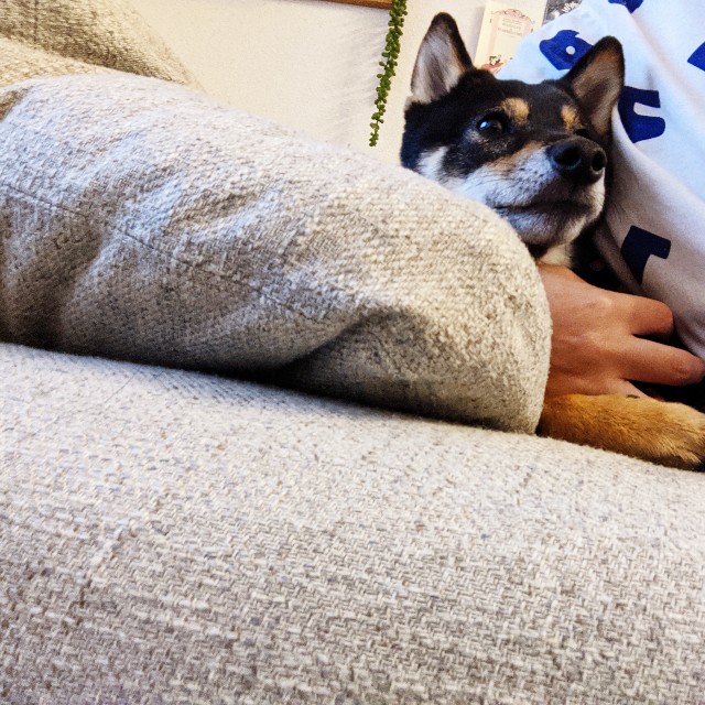 f:id:ohagimame:20200701101429j:image f:id:ohagimame:20200701101429j:image