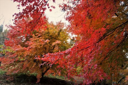 f:id:ohirune-manbou:20171129220920j:image f:id:ohirune-manbou:20171129220920j:image