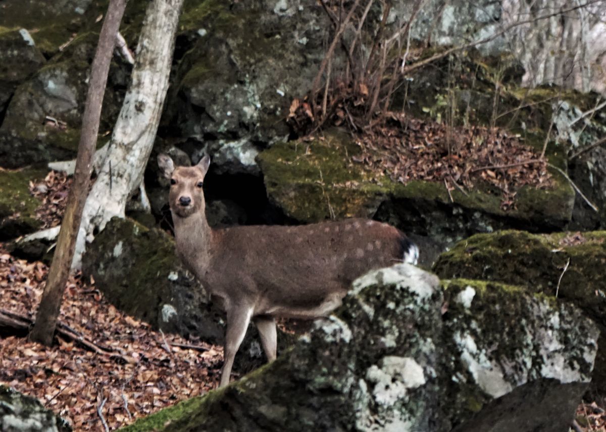 f:id:ohirune-manbou:20211128194240j:plain