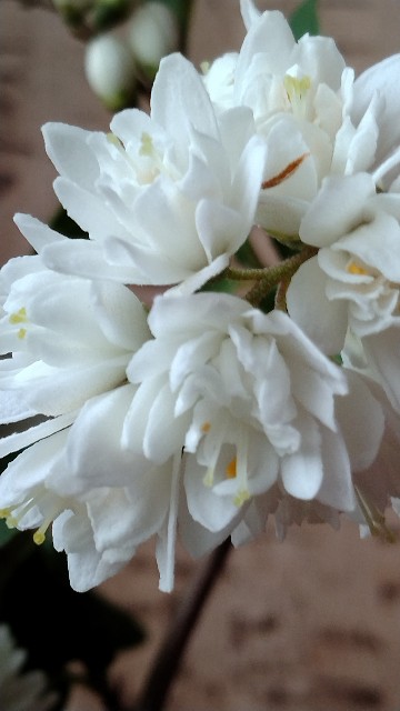 f:id:orangemoon100:20250523123439j:image f:id:orangemoon100:20250523123439j:image