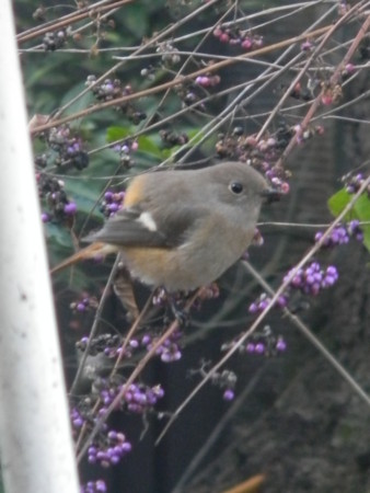 f:id:peepooblue:20141206224906j:image f:id:peepooblue:20141206224906j:image