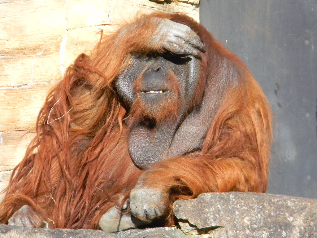 f:id:peepooblue:20181226165334j:plain f:id:peepooblue:20181226165334j:plain