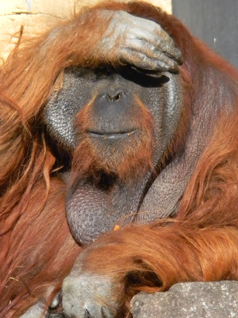 f:id:peepooblue:20181226165445j:plain f:id:peepooblue:20181226165445j:plain