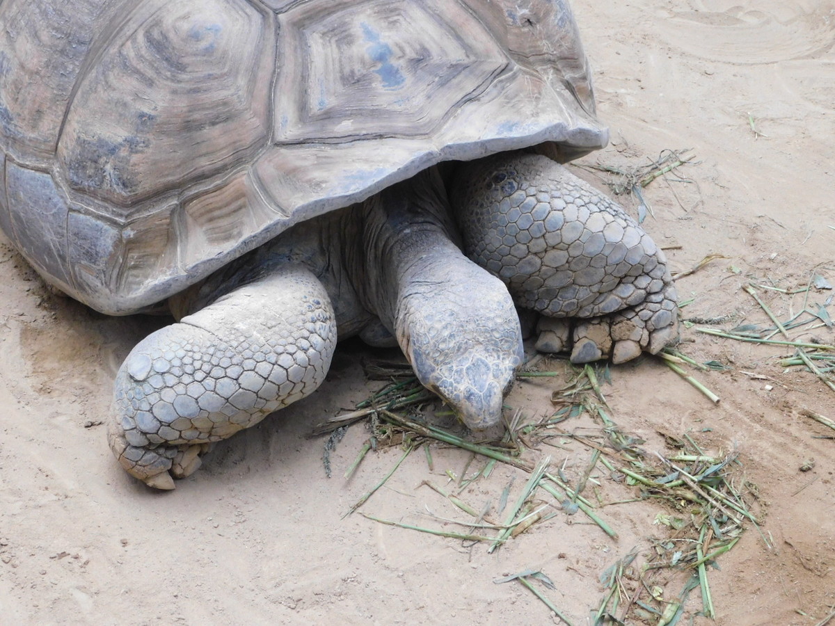 f:id:peepooblue:20210929203721j:plain