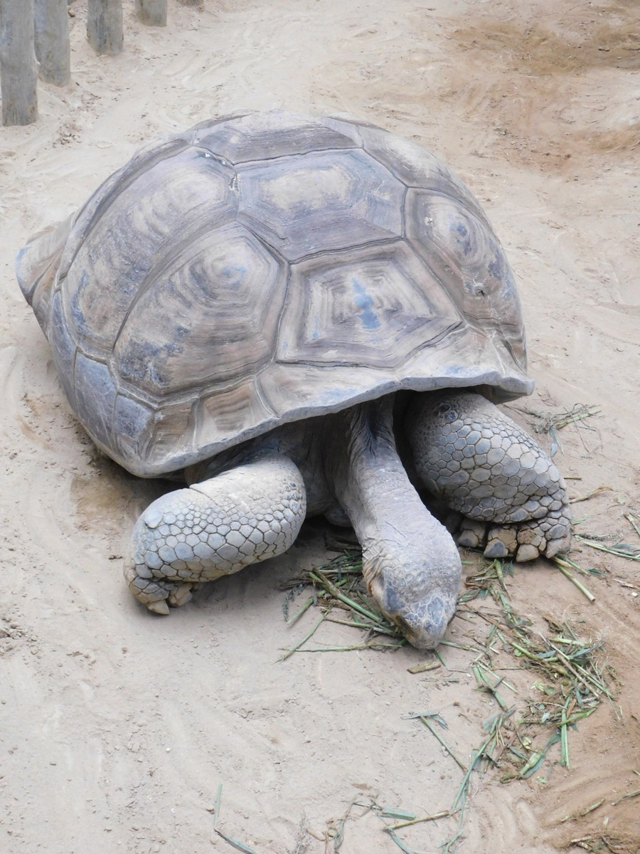 f:id:peepooblue:20210929203819j:plain