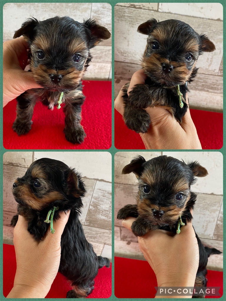 f:id:princess-v:20251231085739j:image f:id:princess-v:20251231085739j:image