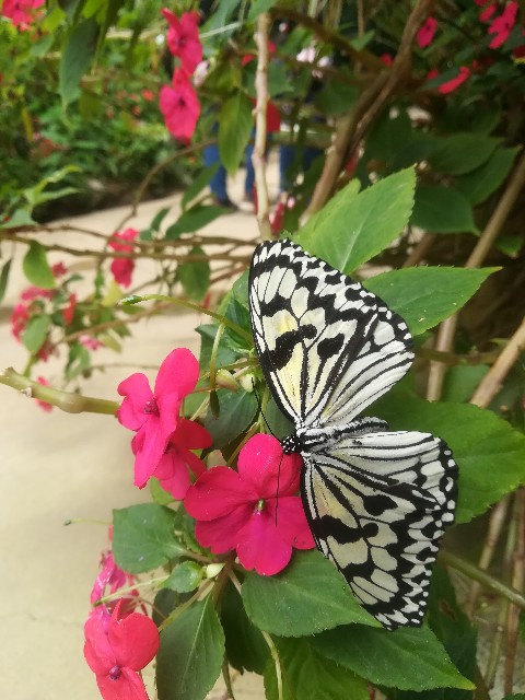 f:id:regenerationderhydra:20180407133406j:image f:id:regenerationderhydra:20180407133406j:image