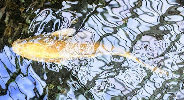 f:id:rien-fukuoka:20201114100209j:plain f:id:rien-fukuoka:20201114100209j:plain