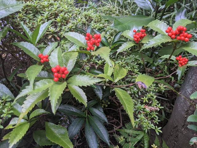 f:id:rien-fukuoka:20201114100946j:plain f:id:rien-fukuoka:20201114100946j:plain