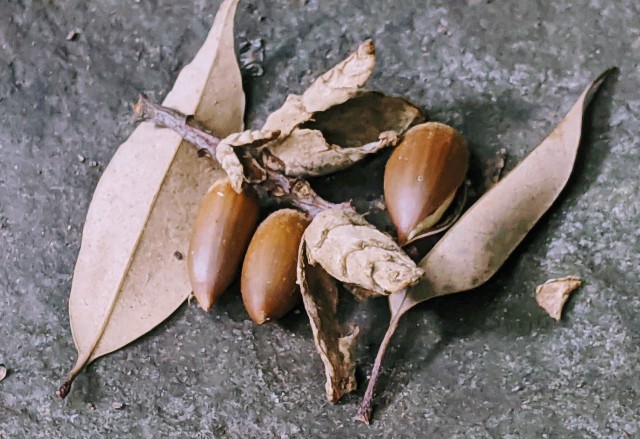 f:id:rien-fukuoka:20201114101121j:plain f:id:rien-fukuoka:20201114101121j:plain