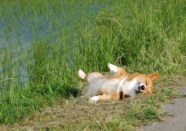 f:id:rikuzen:20080614064818j:image f:id:rikuzen:20080614064818j:image