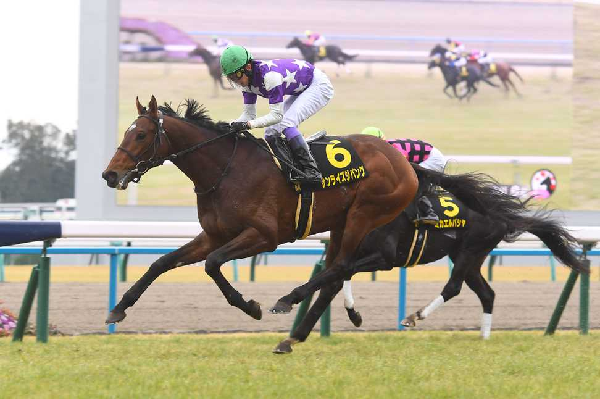 サンライズジパング