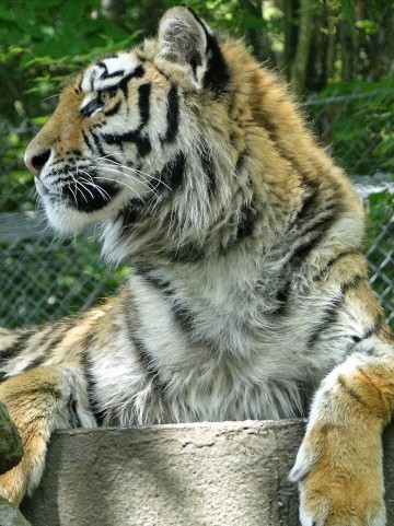 2022年の干支「寅(とら)」