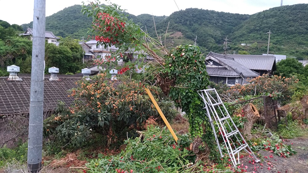 f:id:sankairenzoku10cm:20190615142737j:plain f:id:sankairenzoku10cm:20190615142737j:plain