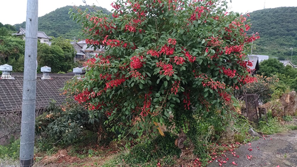 f:id:sankairenzoku10cm:20190615142930j:plain f:id:sankairenzoku10cm:20190615142930j:plain