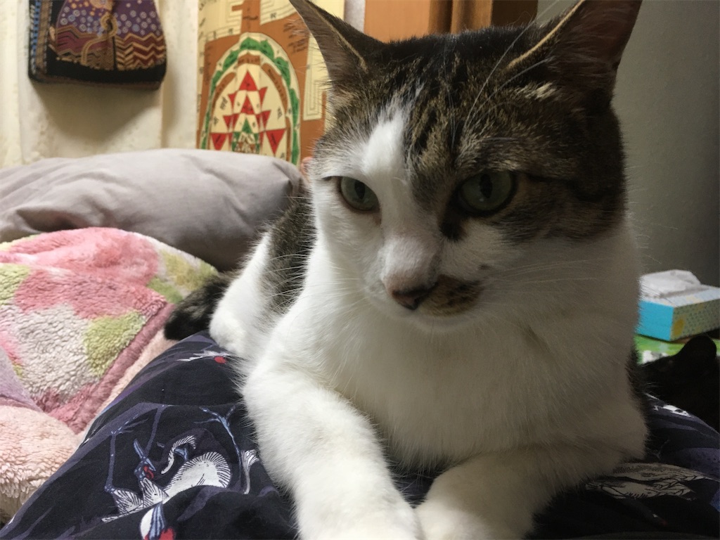 f:id:sannekoyonneko:20200606095149j:image f:id:sannekoyonneko:20200606095149j:image