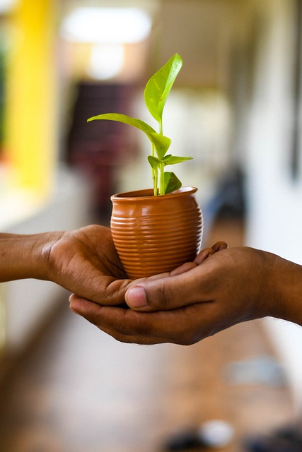 f:id:shimabonsai:20220131002229j:plain