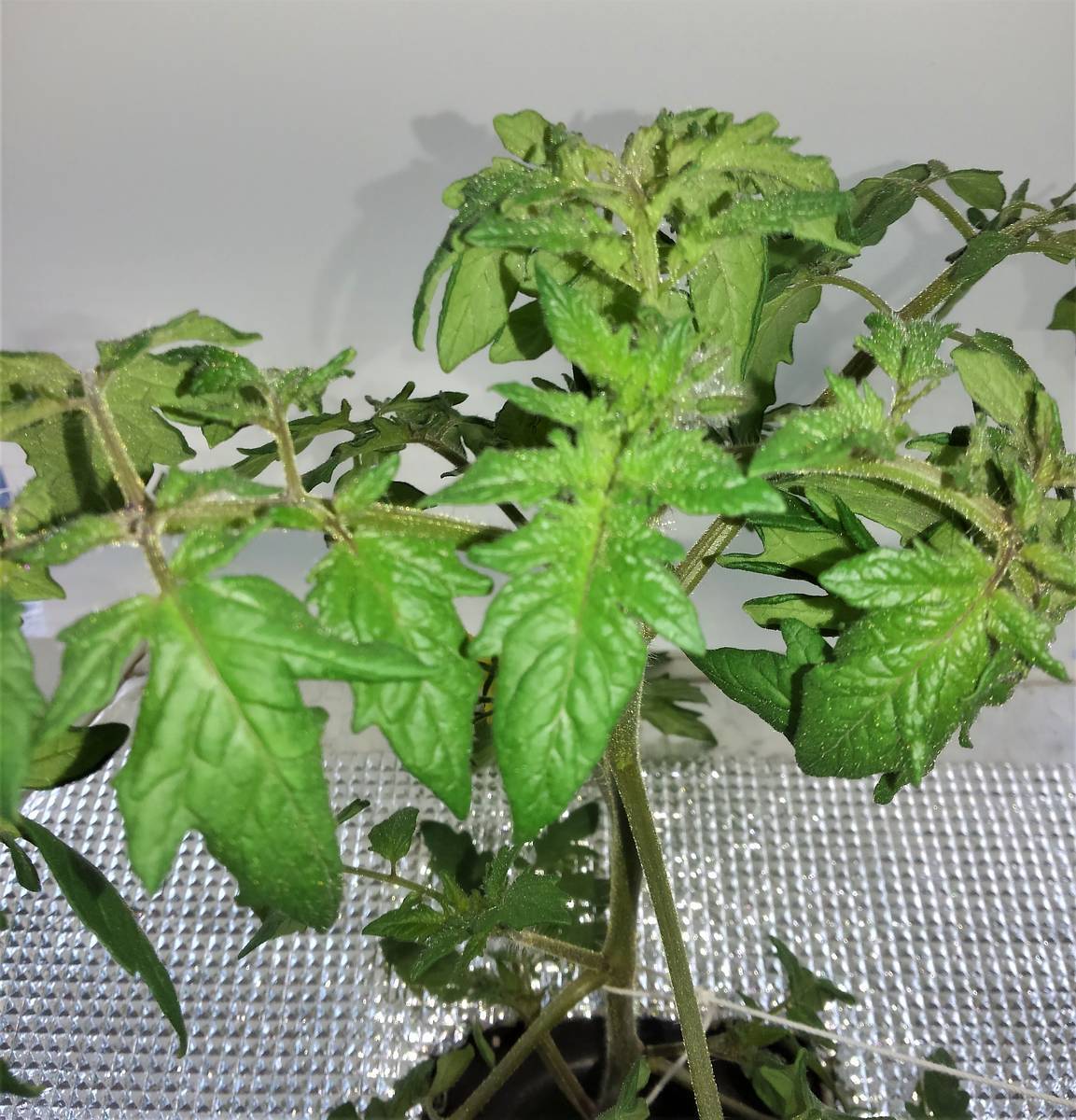 f:id:sikinomori117:20210420182934j:plain